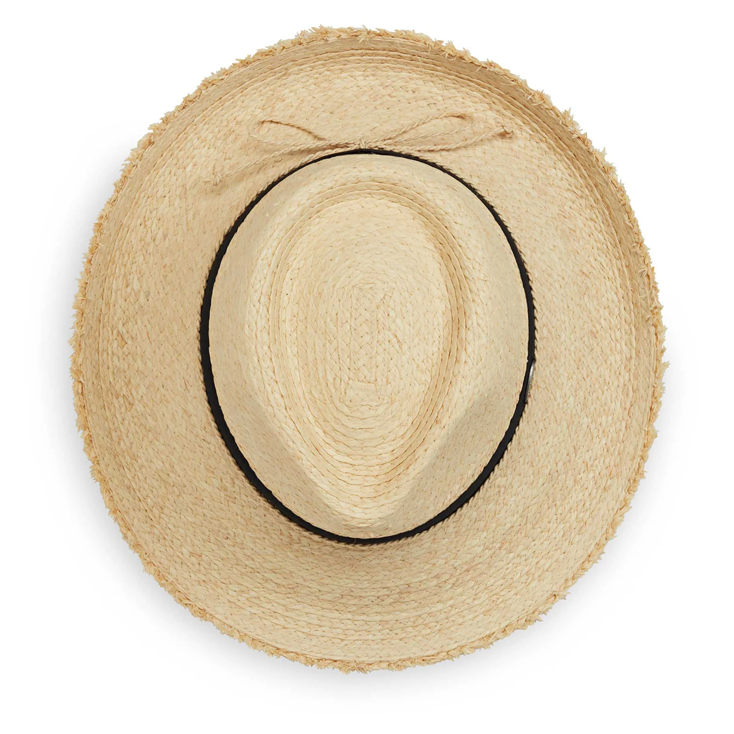 Paloma - Image 4